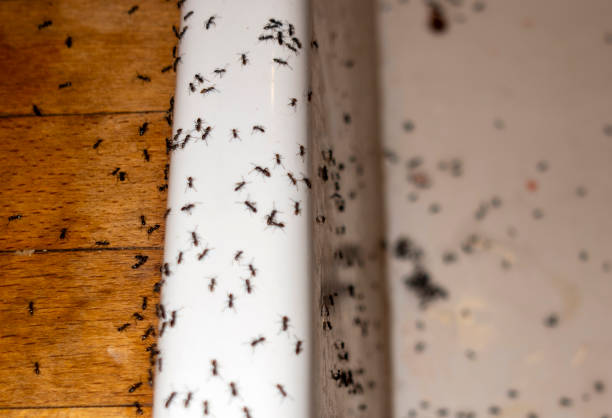 Best Spider Control Near Me  in Beattystown, NJ
